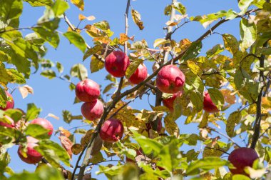 Sonbahar sararmış yapraklar ve mavi gökyüzü karşı elma ağaçlarının dallarında asılı kırmızı elma yakın çekim.