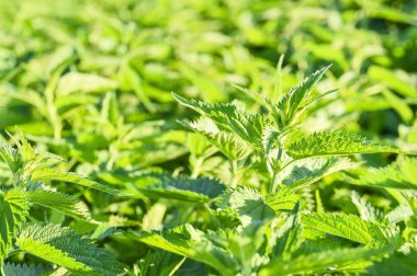 Onun Başbakan vahşi ısırgan Plantation. Organik doku. Arka plan.