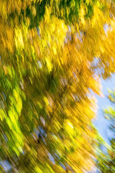 Suddig Abstrakt Bakgrund Höstlöv Träd Rörelse Begreppet Rotation Naturen Hösten — Stockfoto