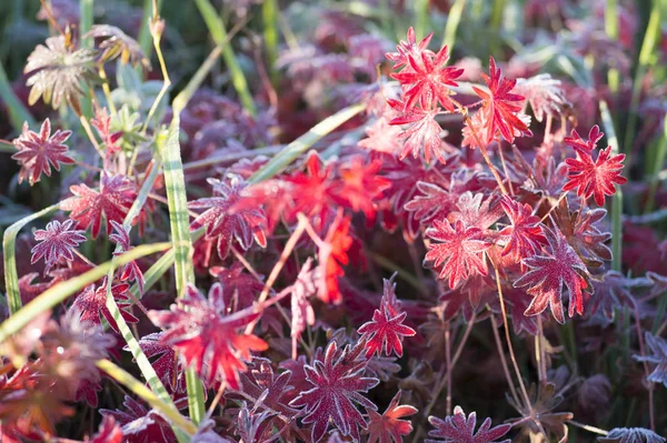 Hojas Rojas Planta Aconite Con Varios Tonos Cubiertas Heladas Contexto —  Fotos de Stock