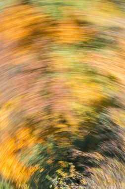 Ağaçların hareket halindeki sonbahar yapraklarının bulanık arkaplanı. Sonbaharda doğada dönüşüm kavramı.