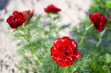 Kırmızı şakayık çiçekleri Bahçe çiçek dar yapraklı yatağı üzerinde büyüdü. Paeonia tenuifolia Latince adıdır. Arka plan.