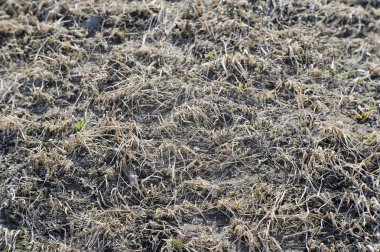 Nadas arazi geçen yıl kuru ot ile kaplı. Arka plan, doku.