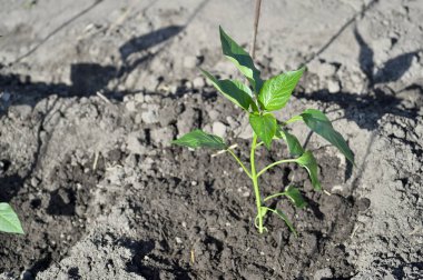 Genç yeşil biber fide toprak açık alanda bir serada koyarlar. Tarım kavramı. Arka plan.