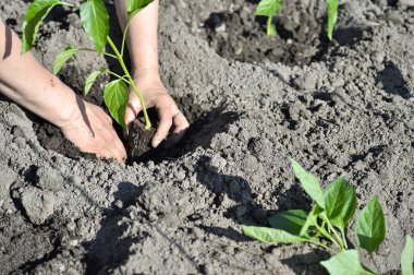 Kadın eli dikilmiş biber açık alanda bir ülke sitesinde fidan Filiz. Yakın çekim.