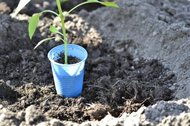 Genç yeşil biber fide fidan için bir fincan toprak açık toprağa ekime hazırlanır. Tarım kavramı. Arka plan.