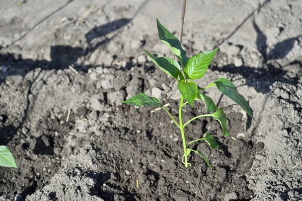 Genç yeşil biber fide toprak açık alanda bir serada koyarlar. Tarım kavramı. Arka plan.