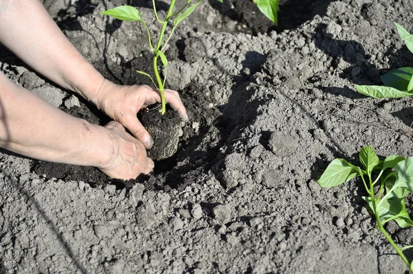 The woman\'s hand planted sprout seedlings of pepper on a country site in open ground. Close up.