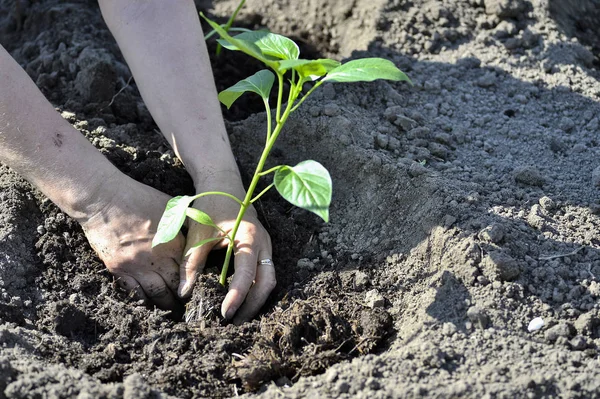 The woman's hand planted sprout seedlings of pepper on a country site in open ground. Close up.