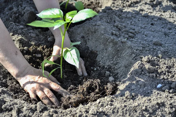 The woman\'s hand planted sprout seedlings of pepper on a country site in open ground. Close up.