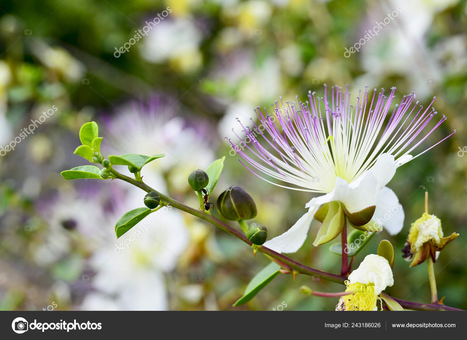 Grande Fleur Blanche Avec Arbuste étamines Rose Myrtus île