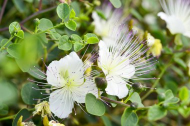 Büyük beyaz çiçek pembe stamens çalı Myrtus ile. Kıbrıs Adası.