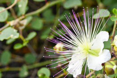 Büyük beyaz çiçek pembe stamens çalı Myrtus ile. Kıbrıs Adası.