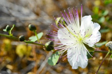 Büyük beyaz çiçek pembe stamens çalı Myrtus ile. Kıbrıs Adası.