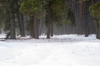 Bahar çam ormanı sabah puslu sevdanın kar ile ön planda sürükleniyor. Doğal arka plan