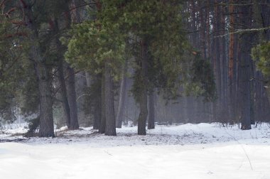 Bahar çam ormanı sabah puslu sevdanın kar ile ön planda sürükleniyor. Doğal arka plan