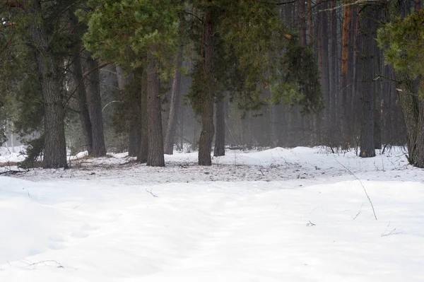 Bahar çam ormanı sabah puslu sevdanın kar ile ön planda sürükleniyor. Doğal arka plan