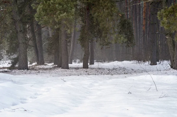 Spring pine forest in the morning misty haze with snow drifts in the foreground. Natural background — Stock Photo, Image