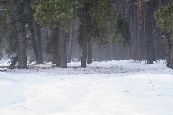 Spring pine forest in the morning misty haze with snow drifts in the foreground. Natural background — Stock Photo, Image