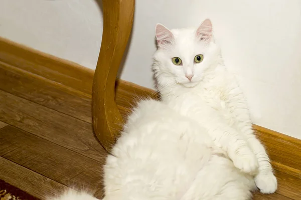 White Angora gato close-up encontra-se no chão com as costas apoiadas na parede branca. Emoção expressiva de surpresa — Fotografia de Stock