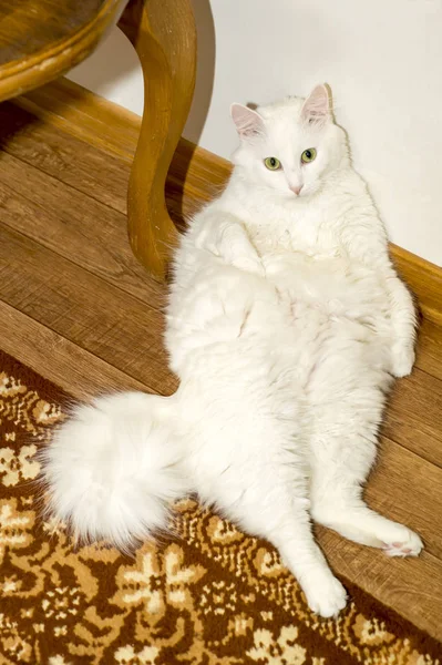 White Angora cat lies on the floor with his back resting on the white wall. Expressive emotion of surprise — Stock Photo, Image