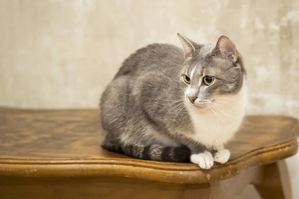 A young grey cat with a white breast with a focused look and a contrasting face sits on an oak table against a concrete wall — Stock Photo, Image
