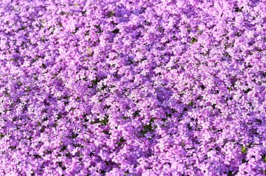 Pembe çiçekler peyzaj tasarımı bir unsur olarak Phlox subulate. Arka plan