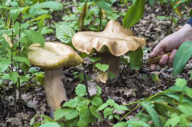 Bir bıçak ile bir adamın eli yeşil orman bitki örtüsü arka planda beyaz mantar birini kesmek için hazırlanıyor