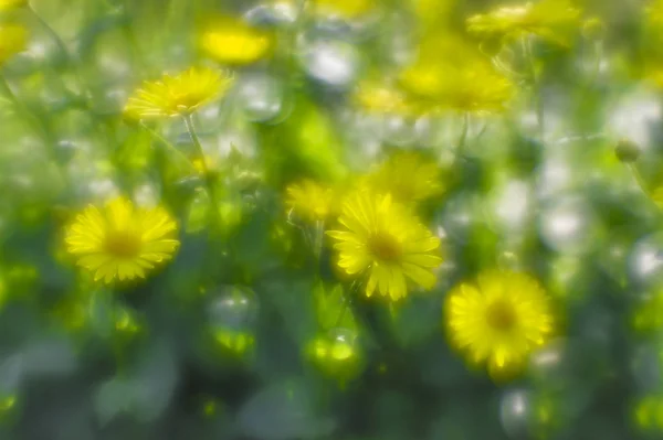 Bush geel madeliefjes doronikum op de tuin bed. De foto is genomen op een zachte lens. Vervagende kunst — Stockfoto