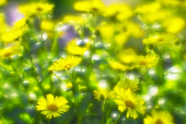 在花园的床上, 有一座黄色的雏菊。这张照片是用柔和的镜头拍摄的。模糊的艺术 — 图库照片