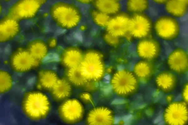 Na zahradní posteli se nazelenal žlutý sedmikrájky. Fotografie byla převzata na měkkou čočku. Rozostření kresby — Stock fotografie