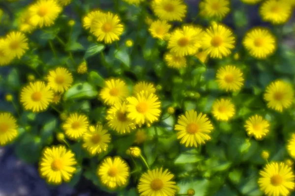 Na zahradní posteli se nazelenal žlutý sedmikrájky. Fotografie byla převzata na měkkou čočku. Rozostření kresby — Stock fotografie