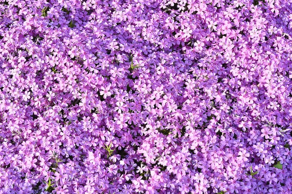 Rosa blommor subulate Phlox som en del av landskaps planering. Bakgrund — Stockfoto