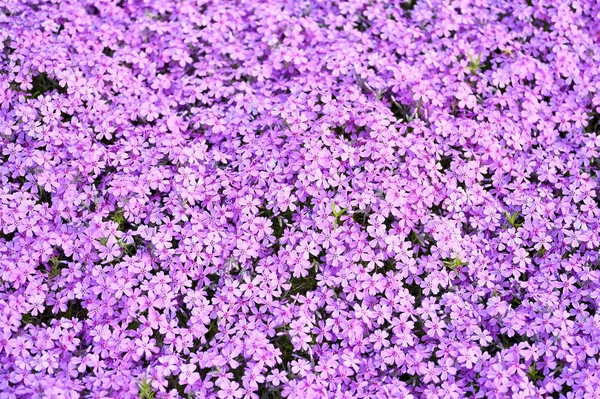 핑크 꽃 조 경 디자인의 요소로 서 Phlox. 배경 — 스톡 사진