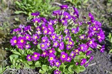 Çiçeklerin içinde Bush çiçekler Primrose Burgundy rengi. Bulanık. Fotoğraf yumuşak bir objektif çekildi. Arka plan