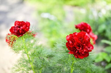 Kırmızı şakayık çiçekleri Bahçe çiçek dar yapraklı yatağı üzerinde büyüdü. Paeonia tenuifolia Latince adıdır. Arka plan