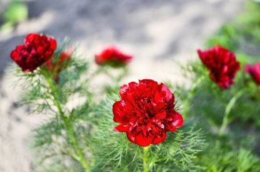 Kırmızı şakayık çiçekleri Bahçe çiçek dar yapraklı yatağı üzerinde büyüdü. Paeonia tenuifolia Latince adıdır. Arka plan