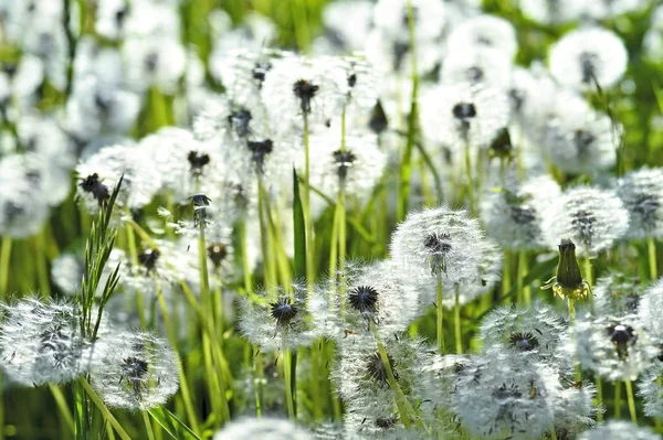 Löwenzahn auf der Wiese im Sonnenlicht. Hintergrund — Stockfoto