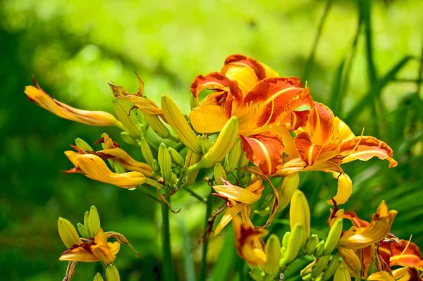 Lily flowers on a bright day grown on the lawn. Background. — Stock Photo, Image