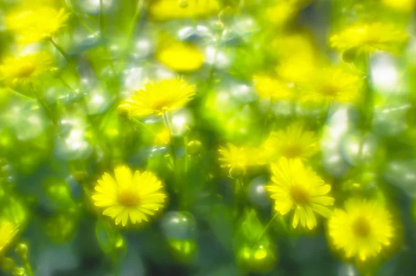 在花园的床上, 有一座黄色的雏菊。这张照片是用柔和的镜头拍摄的。模糊的艺术 — 图库照片