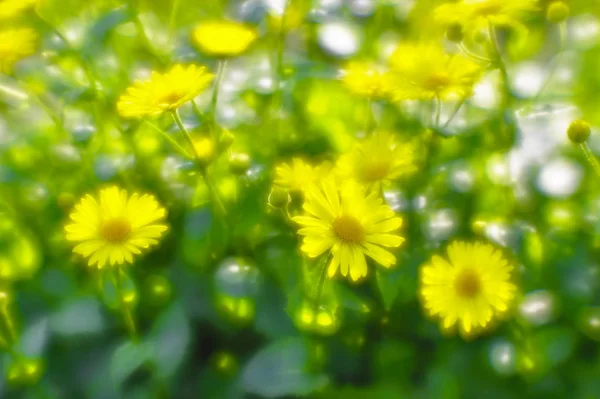 Bush geel madeliefjes doronikum op de tuin bed. De foto is genomen op een zachte lens. Vervagende kunst — Stockfoto