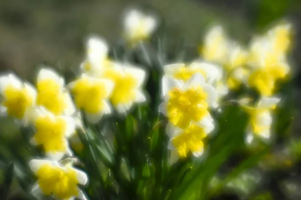 Narciso en el macizo de flores en primavera. Las primeras flores del jardín. La foto fue tomada con una lente suave, borroso arte —  Fotos de Stock