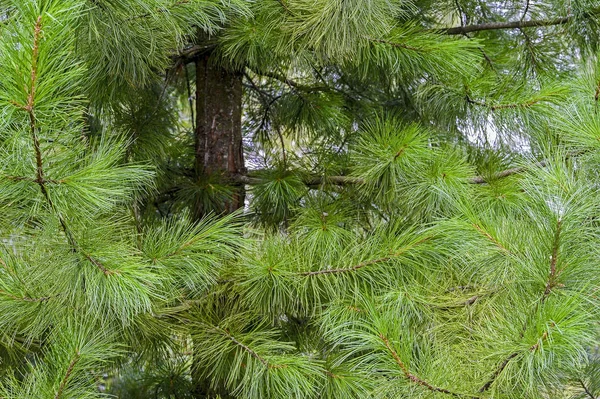 The green branches of the cedar are partly a fragment of a tree. Background — Stock Photo, Image