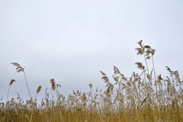 Dry brooms of reeds against a cloudy sky. Natural background — Stock Photo, Image