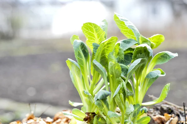 Βλαστούς του νεαρού λάχανο με ζουμερά πράσινα φύλλα στον κήπο την άνοιξη — Φωτογραφία Αρχείου