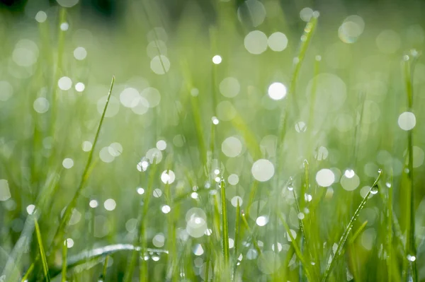 초원의 흐릿한 녹색 배경에 이슬 한 방울과 함께 클로즈업 잔디의 녹색 블레이드 — 스톡 사진
