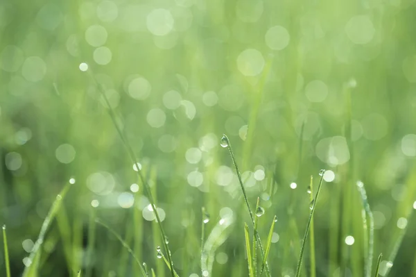 A blade of grass with a drop of dew on a blurred green background of the meadow — Stock Photo, Image