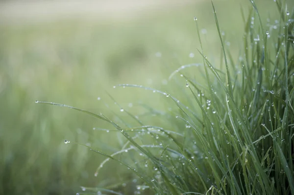 Green grass close-up with dew drops on the blurred green background of the meadow — Stock Photo, Image