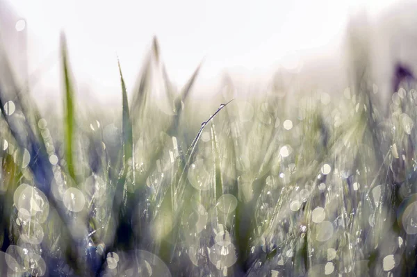 Green blade of grass close-up with dew drops. — Stock Photo, Image