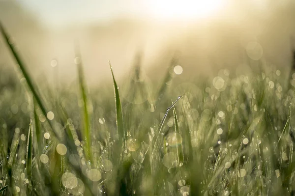 Green blade of grass close-up with dew drops. — Stock Photo, Image
